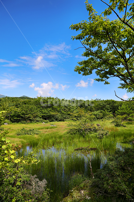 제주도,한라산,1100고지,한라산풍경,1100고지풍경,산,nature,자연,옥외,outdoors