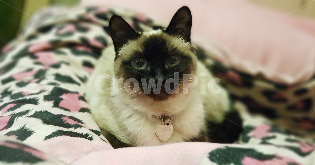 샴,샴고양이,샴냥이,고양이,개냥이,동물,animal,포유류,mammal,고양이,cat,kitten,kitty