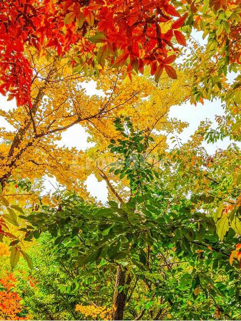 leaf,maple,잎,단풍,plant,식물,tree,나무,가을,계절,fall,autumn,season,식물,자연,plants,nature