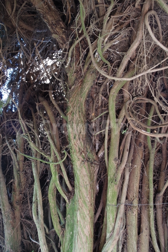 	여행,스페인,그라나다,알함브라travel,spain,grananda,alhambra,나무,wood,식물,자연,plants,nature