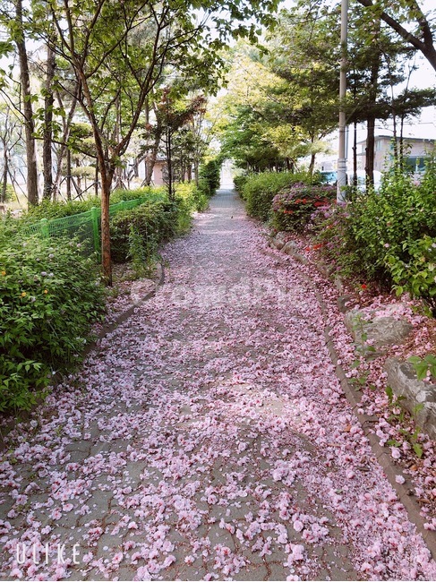 봄,꽃길,가로수,낙화,초여름