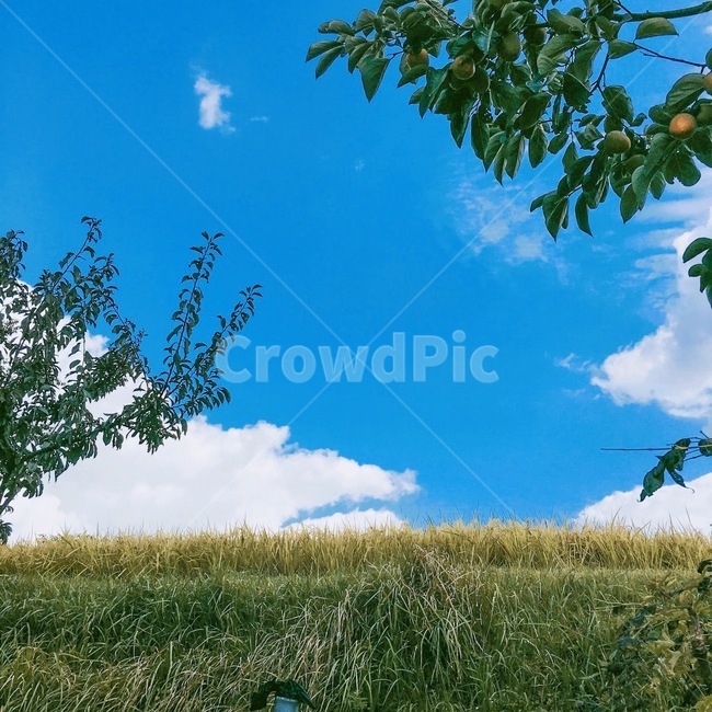 하늘,나무,감나무,논,구름,자연,자연,풍경,nature,landscape,outdoors,옥외,field,들,grassland,목초지,tree,plant,식물