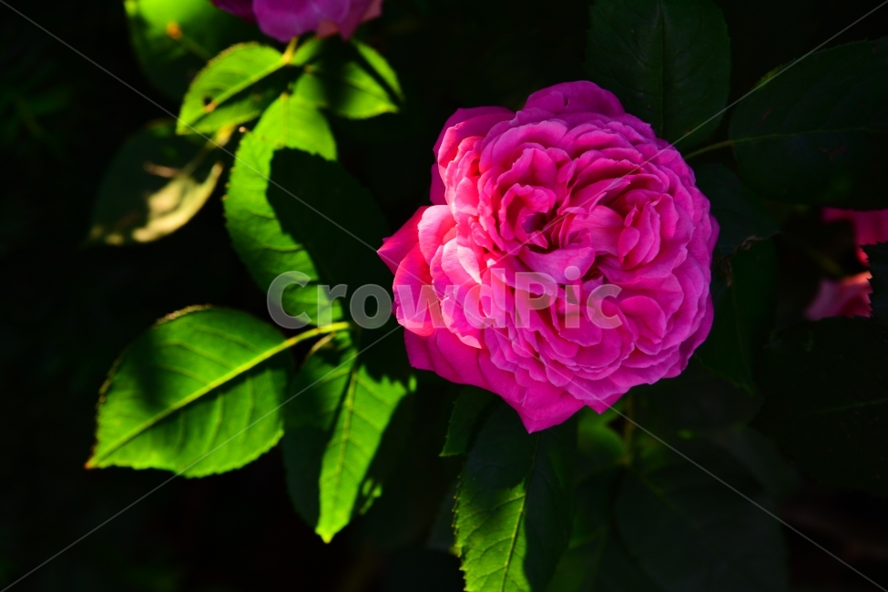 장미,로즈,ROSE,우아한,화려한,향기,향수,화장품,코스메틱,봄꽃,식물,시안,광고,홍보,편집,sns,ebook,배경,화초,초록,녹색,green,5월의여왕,가시,엘레강스,장미원,장미축제,정원,가든,앞뜰,화단,공원,FLOWERS,GREEN,잡지,출판,마케팅,전단,축제,나들이,5월,꽃잎,꽃송이,나무꽃,SPRING,PARK,식물,자연,plants,nature,꽃,flower