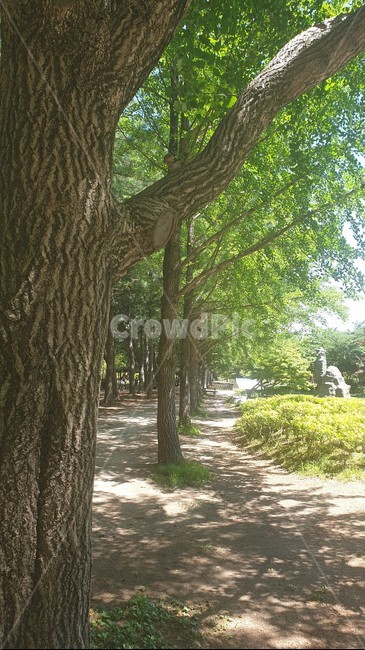 나무,자연,식물,나무줄기,tree,nature,plant,treetrunk,가로수,가로수길,초록,메타스퀘어,푸른,roadsidetrees,여름,여름풍경,자연풍경,한국자연풍경,여유,koreanaturelandscape,landscape,숲,감성,feeling,그린,green