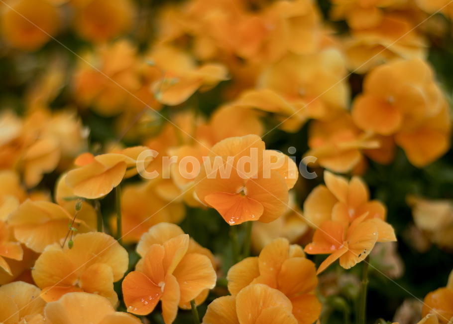 꽃,flower,보라색,꽃밭,주황색
