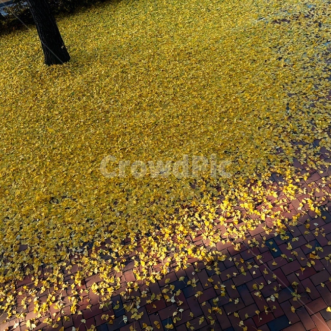 가을,은행나무,은행잎,꽃,yellow,가을,계절,fall,autumn,season