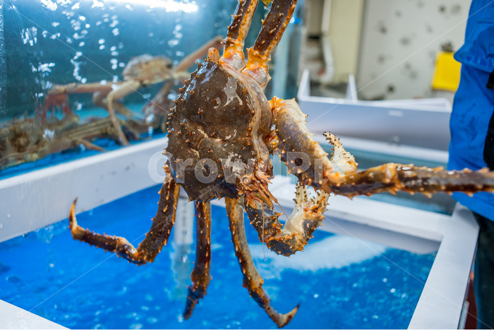 홍게,게,꽃게,랍스터,식품,해물,해산물,홍게찜,크랩,crab,braisedredcrab,redsnowcrab,음식,식재료,요리,food,cook,meal,dishes,food reserves,수산물,해산물,fishery products,seafood