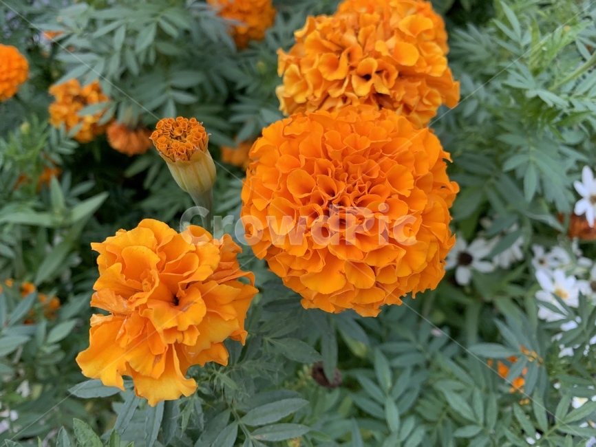 plant,꽃,blossom,geranium,flower,식물,자연,plants,nature,꽃,flower