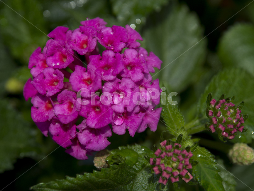 꽃,꽃잎,화단,화분,flower,식물,자연,plants,nature,꽃,flower