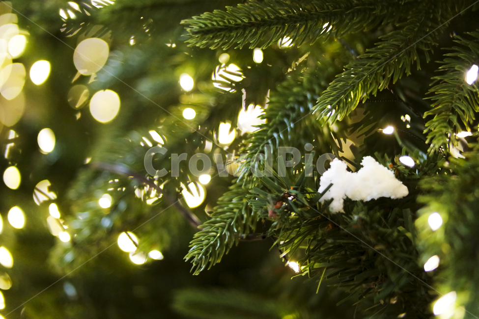 bokeh,backdrop,bright,christmasbackground,green,particle,vivid,tree,christmaslights,evergreen,크리스마스,보케,겨울,계절,winter,season