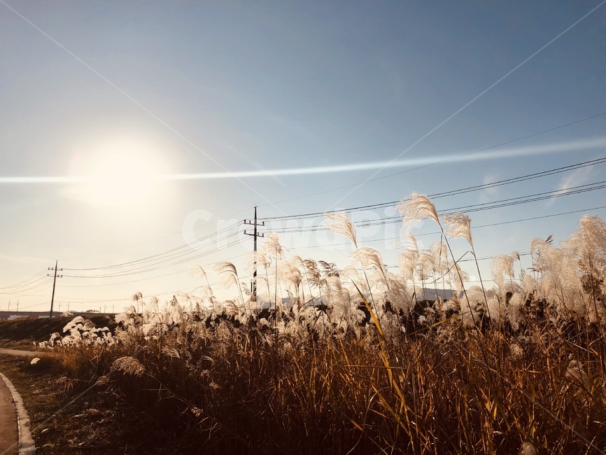 sky,warm,sunlight,wire,Reed,telephone pole,autumn