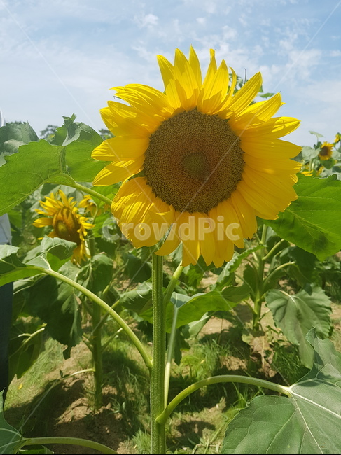 해바라기,계절,노랑,태양,씨앗,햇볕