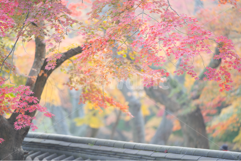 한국의가을,단풍,힐링,쉼,고요함,가을,계절,fall,autumn,season,한국전통,한국문화,korean traditional,korean culture,식물,자연,plants,nature,나무,trees,wood,tree,plant,leaf,잎,maple