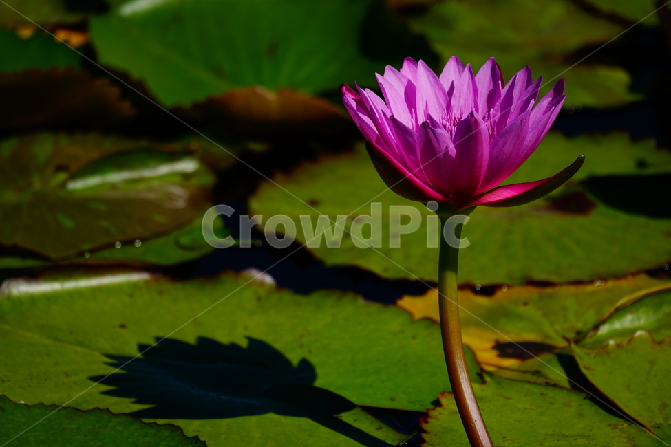 수련,연꽃,여름꽃,플라워,flower,lotus,waterlily,pondlìly,식물,자연,plant,nature,연못,연잎,연꽃잎,꽃,수생식물,pond,수중식물,여름,summer