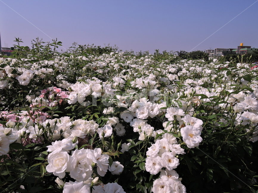 장미,장미원,장미꽃,flower,rose,꽃,식물,화원,장미공원,공원,식물,자연,plants,nature,꽃,flower
