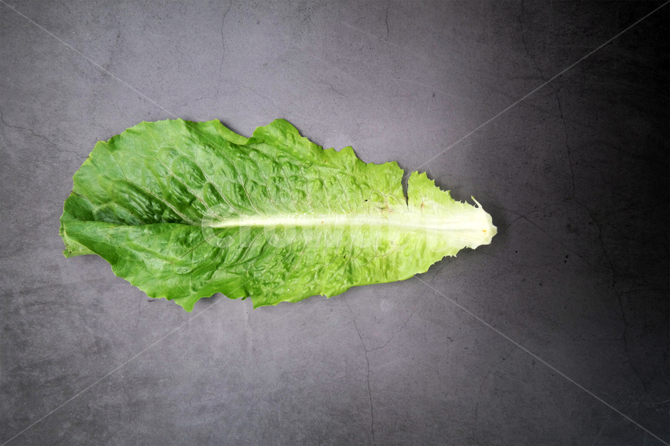채소,야채,상추,로메인,샐러드,녹색,건강,채식주의자,채식,vegetable,lettuce,건강,헬스웨어,헬스케어,healthware,health care,채소,야채,vegetables