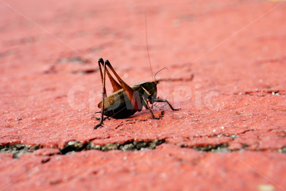 메뚜기,곤충,벌레,자연,동물,animal,insect,bug,nature,아스팔트,도로,땅,여름,grasshopper,locust,생명,생태,생태계,접사,마크로,macro,근접촬영,스냅,스냅사진,스넵,스넵사진,snap,snapshot,한국자연,한국의자연,풍경,landscape,동물,animal,곤충,벌레,insect,bug