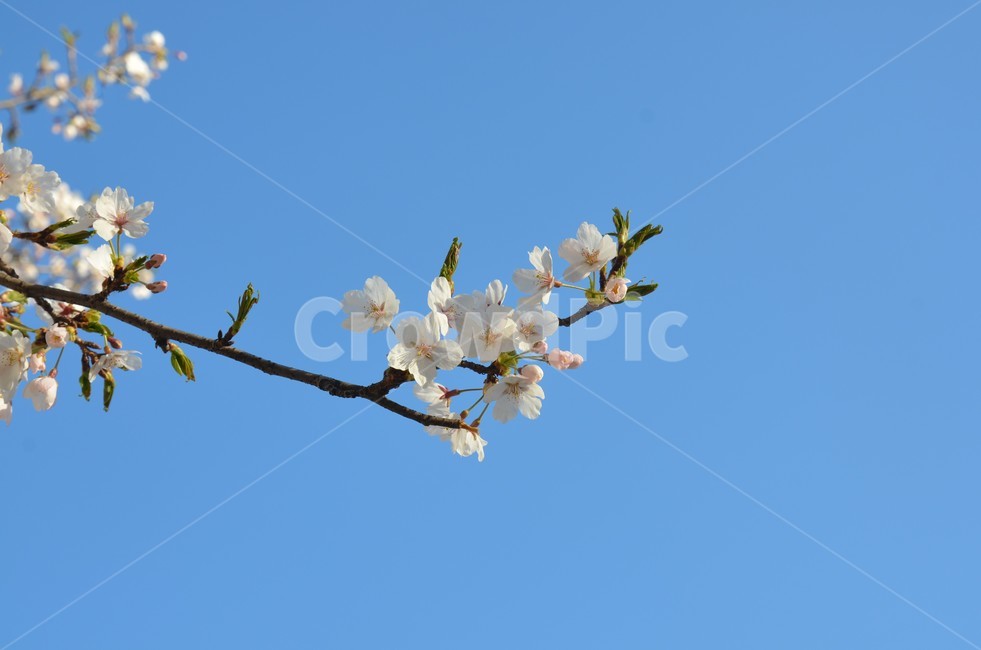 꽃,벚꽃,나무,꽃나무,벚꽃나무,분홍,하늘,봄,계절,spring,season,식물,자연,plants,nature,꽃,flower,plant