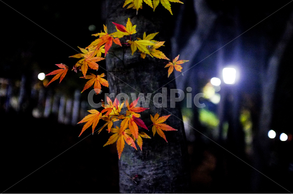 가을,풍경,감성사진,꽃,풍경사진,가을,계절,fall,autumn,season,식물,자연,plants,nature,나무,trees,wood,plant,leaf,잎,tree,maple,단풍