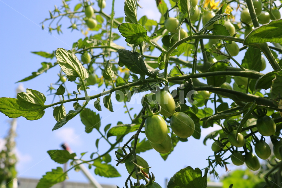 토마토,방울토마토,과일,채소,식물,야채,열매,가지과,자연,밭,텃밭