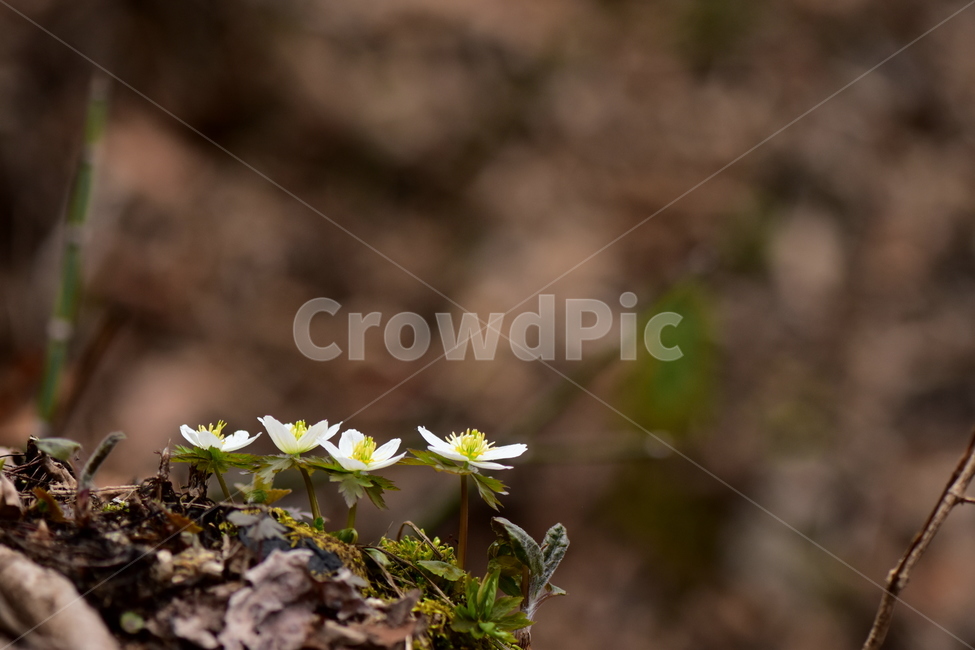 모데미풀,야생화,봄,꽃,풀꽃,자연,식물,식생,plants,nature,spring,season,flower