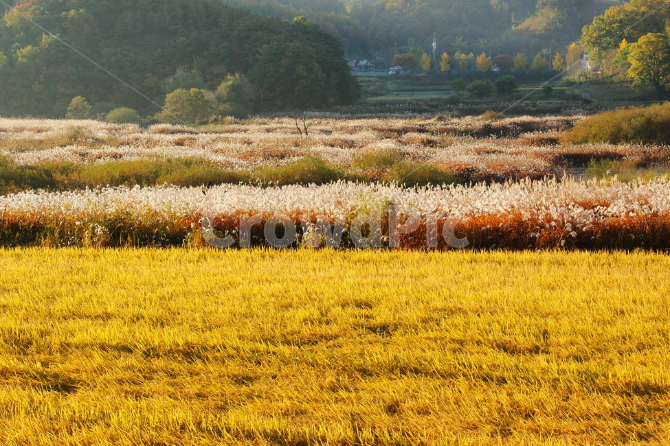 대청호,갈대,가을,문의면,노산리,가을,계절,fall,autumn,season,자연,풍경,nature,landscape,outdoors,옥외,grassland,목초지,field,들
