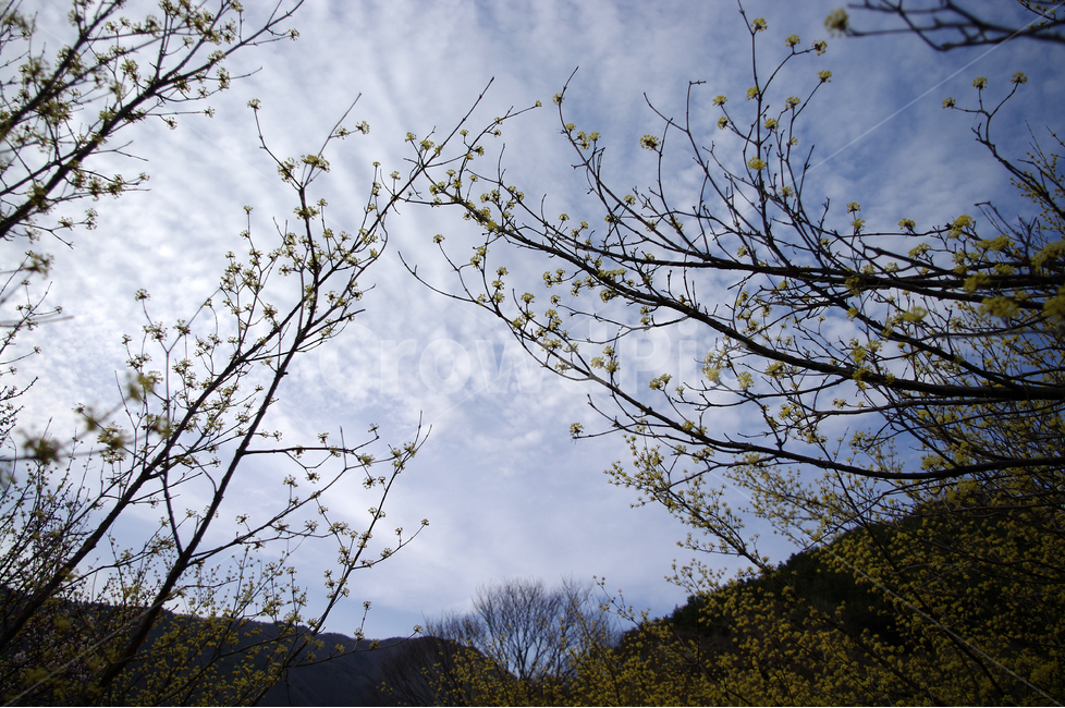 산수유,나무,하늘,꽃봉오리,봄,봄날,봄풍경,봄꽃,감성,spring,flower,봄길,산책,봄나들이,식물,꽃,언덕,봄,계절,spring,season,자연,풍경,nature,landscape,tree,plant