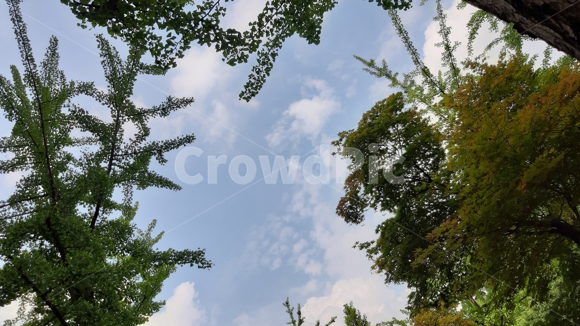 tree,나무,plant,식물,하늘,sky