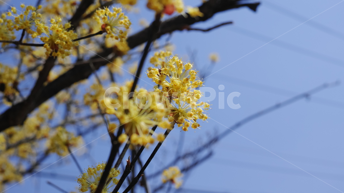 산수유,자연,노랑,조화,하늘,식물,자연,plants,nature,꽃,flower