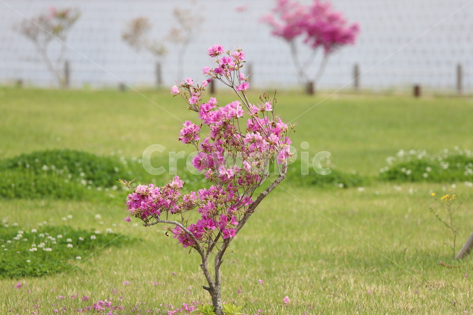 나무,꽃잎,봄날,화사한,화려한,푸른,푸르른,색,색깔,아름다운,식물,자연,plants,nature,꽃,flower