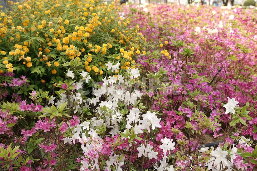 꽃,풍경,감성,식물,자연,식물자연,색깔,color,계절,plants,sense,색상,색채,색감,가든