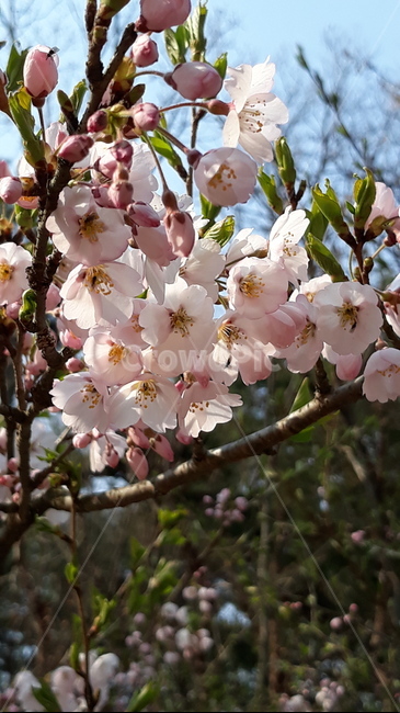 식물,flower,blossom,벚꽃,cherryblossom,봄,봄꽃,분홍