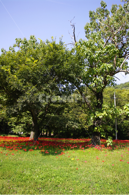 꽃무릇,나무,숲,꽃,flower,자연,풍경,nature,landscape,tree,plant,식물