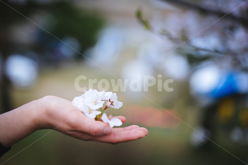 자연풍경,감성사진,꽃,식물,봄,벚꽃,4월,봄,계절,spring,season,식물,자연,plants,nature,꽃,flower,사람,인물,인간,human,person,신체일부,몸,body,감성,sensible,feeling,plant