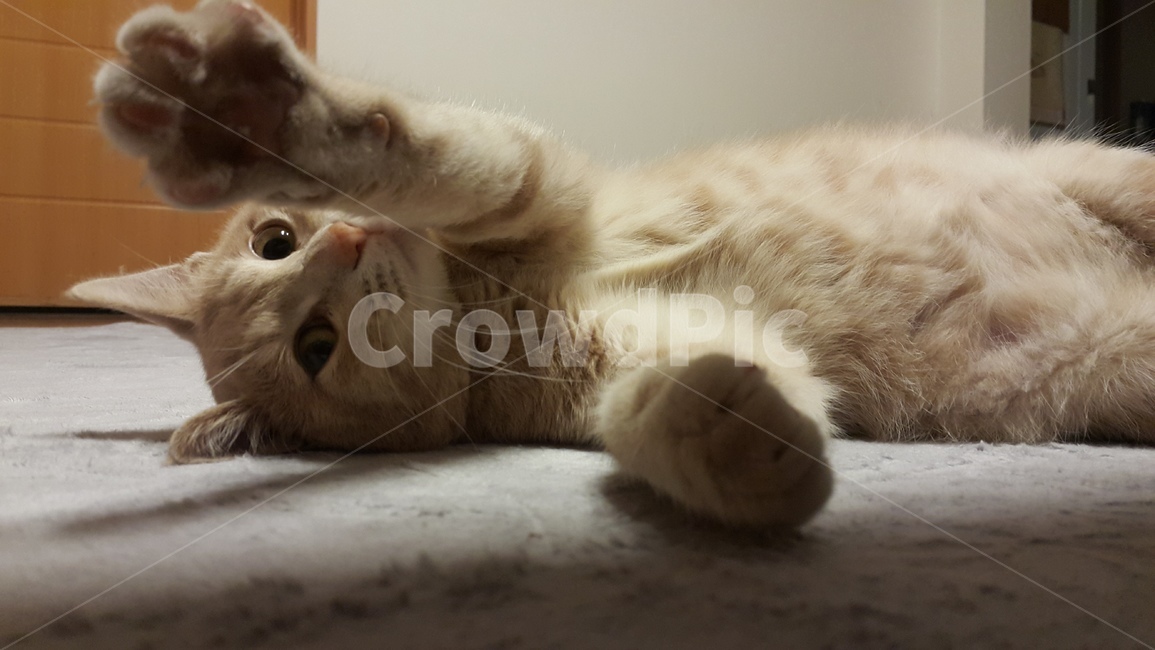 고양이,코리안숏컷,집사,포근함,따뜻함