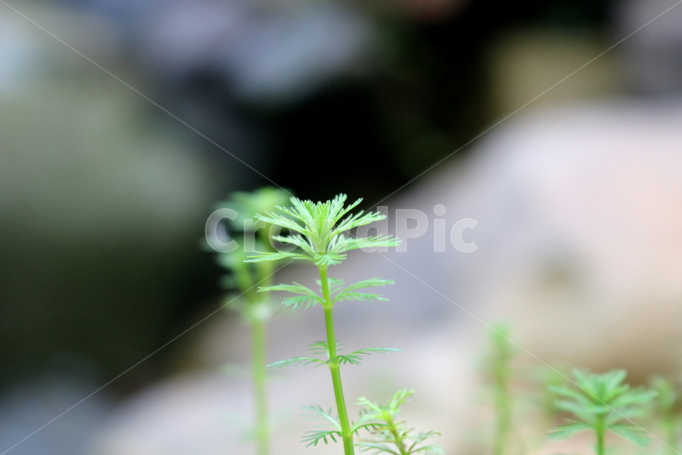 물수세미,수세미,식물,수생식물,개미탑과,자연,식물원,식물,자연,plants,nature