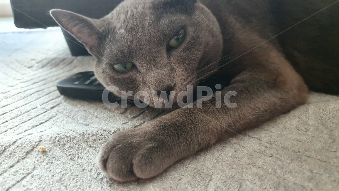 고양이,동물,animal,cat,포유류,pet,러시안블루,귀여운고양이
