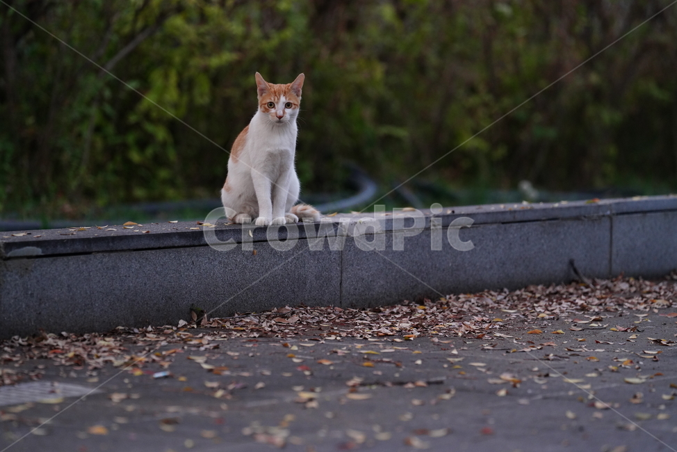 cat,고양이,동물,pet,포유류,생물,생명,길고양이,동물,animal,포유류,mammal,고양이,cat,kitten,kitty