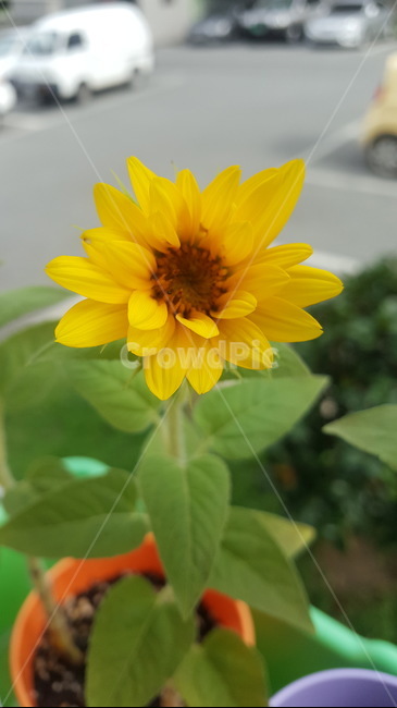 해바라기,꽃,해바라기꽃,초록,노란꽃