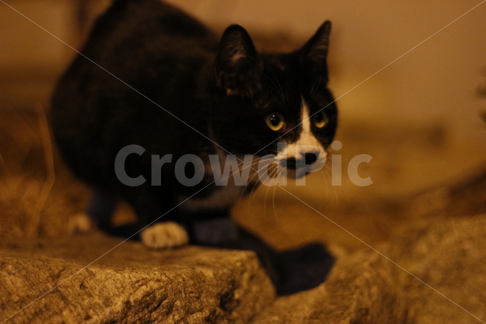 고양이,반려동물,유기묘,길냥이,애완동물,cat,pet,kitten,아기고양이,코숏,코리안숏헤어,동물,animal,캣맘,캣대디,동물,animal,고양이,cat,kitten,kitty,포유류,mammal