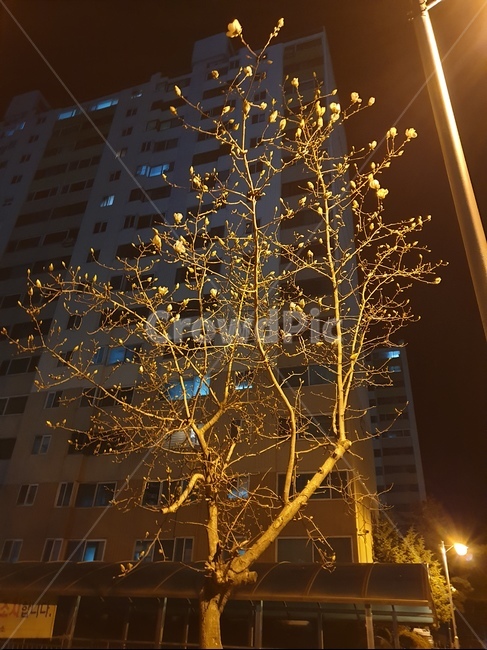 봄날,퇴근길,가로등,봄꽃,밤공기