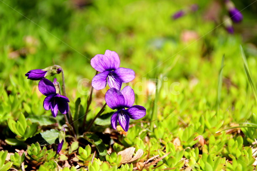식물,계절,봄,꽃,제비꽃,식물,자연,plants,nature,꽃,flower