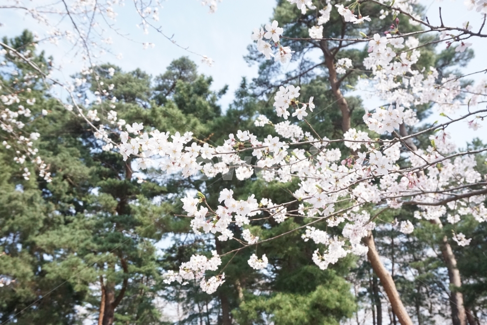 봄,계절,벚꽃,자연,핑크,분홍,봄,계절,spring,season,식물,자연,plants,nature,꽃,flower,plant