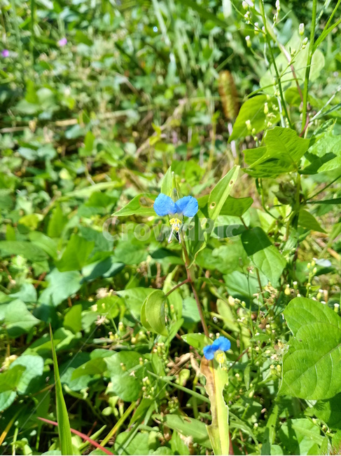 야생화,wildflower,들꽃,들풀,나뭇잎,leaf,식물,자연,plants,nature,꽃,flower