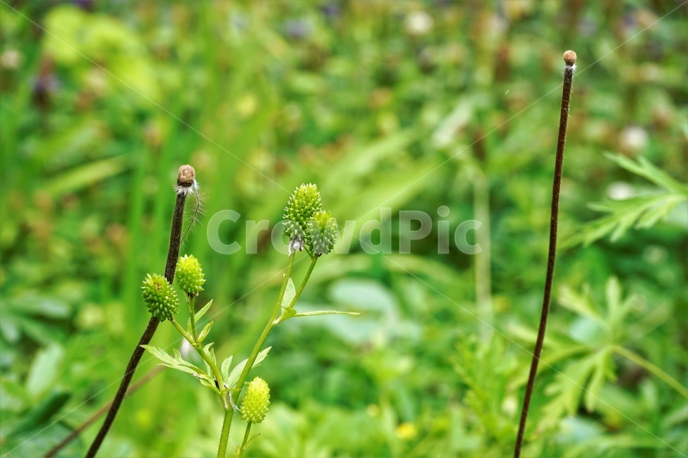 할미꽃,낙화,자연,식물,flower
