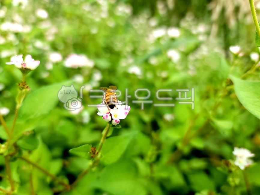 forest,bee,nature,fall flower,flower,wild flower,plant,insect