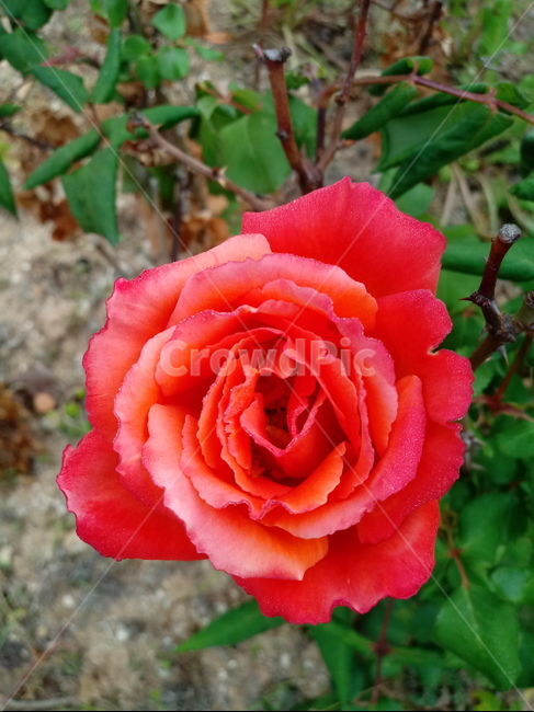 장미,장미꽃,플라워,식물,flower,로즈