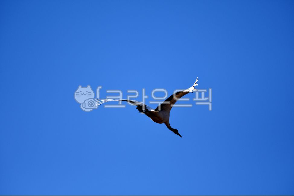 강원도,춸원군,조류,두루미,새,동물,동물,animal,조류,새,birds