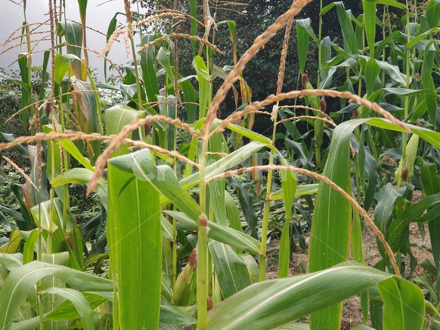 plant,식물,옥수수,콘,초록,자연,식물,자연,plants,nature