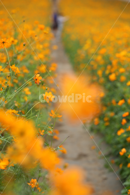 들꽃마루,올림픽공원,코스모스,노랑,노랑코스모스,cosmos,yellow,yellowcosmos,park,가을,계절,fall,autumn,season,식물,자연,plants,nature,꽃,flower,grassland,목초지,field,들,outdoors,옥외,rural,농촌,farm,농장,meadow